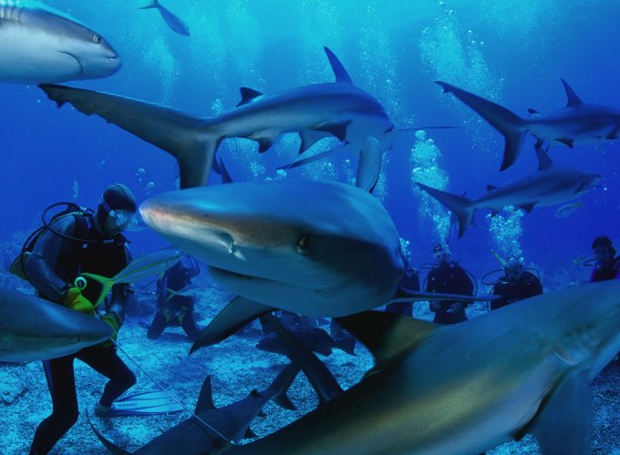 Wallpaper Similan Islands, 5k, 4k wallpaper, Thailand, diving, shark, booking, rest, travel, vacation, ocean, beach, World&271212280
